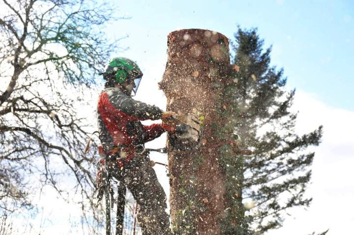 Abattage d'arbre Les Martres-de-Veyre