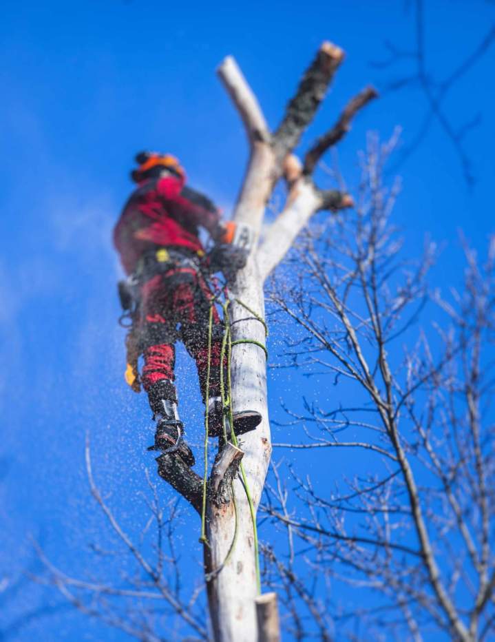 Entretien sécurisé de vos arbres.